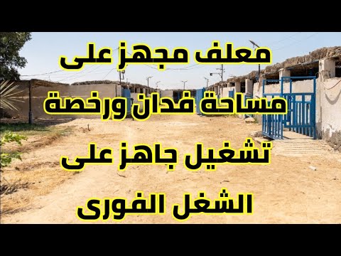 مزرعة إنتاج حيواني للبيع بالإسماعيلية فدان كامل بعنابر جاهزة وبنية تحتية متكاملة