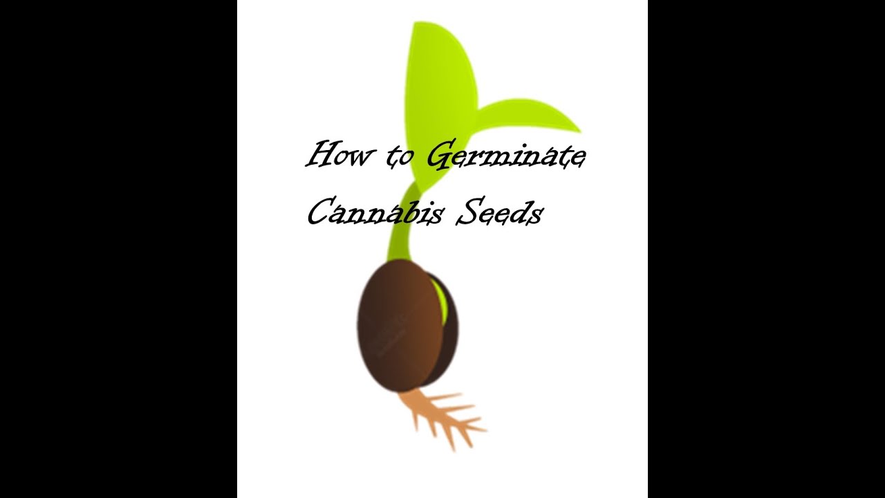 Starting Cannabis Seeds - YouTube