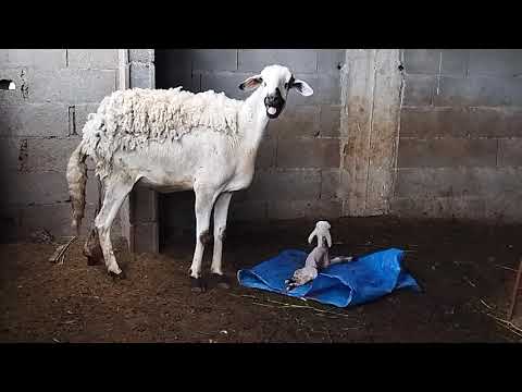 لحظة ولادة نعجة بكل المراحل الولادة لاتفوت الفيديو 