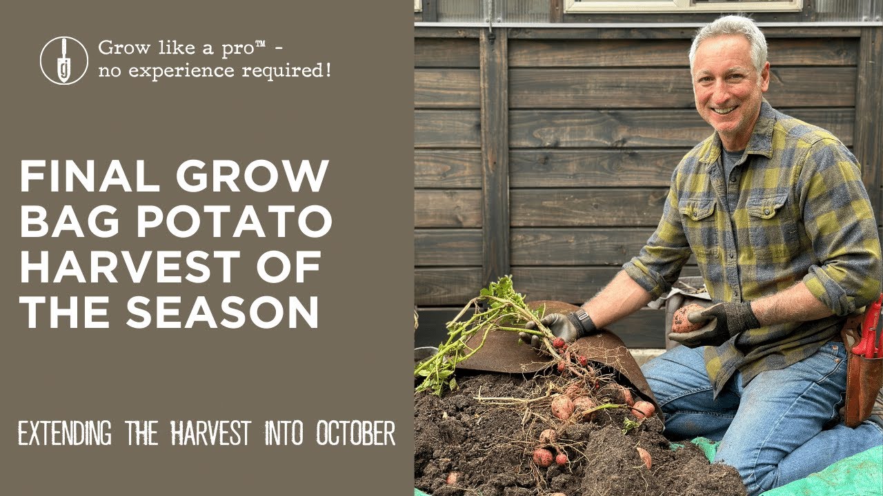 Final Grow Bag Potato Harvest of the Year