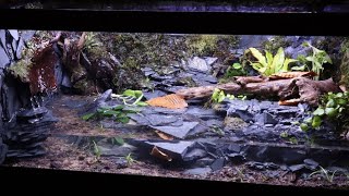 Удивительная саламандра Палюдариум