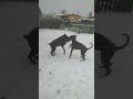 Зимові канікули