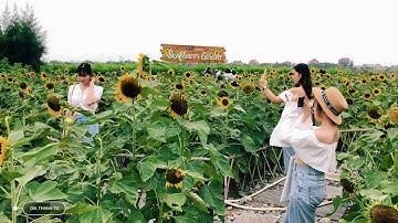 Cánh đồng hoa Hải Phòng | Sunflower field