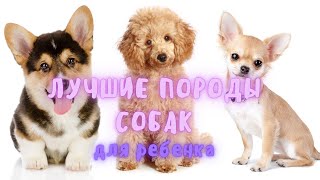 ЛУЧШИЕ собаки для РЕБЕНКА