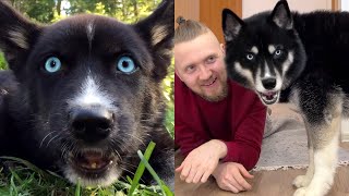 My Dog is Studying to be a Super Agent! The Funniest Moments With Husky Monty