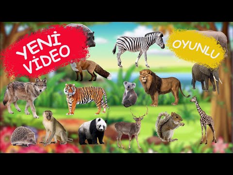 🐒 🦁 ORMAN HAYVANLARINI ÖĞRENİYORUZ 🐿  | Çocuklar İçin - Okul Öncesi Eğitim