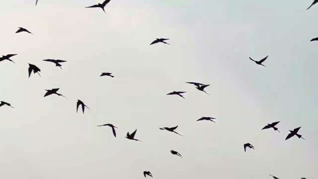 Entire flock of carmine bee eaters nesting on the ground