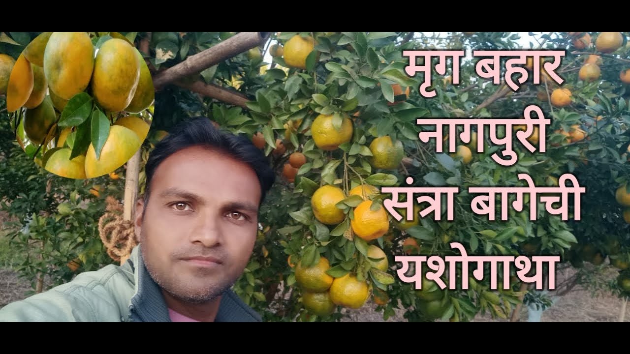 मृग बहार - नागपूरी संत्राबागेची यशोगाथा/Mrug bahar- Nagpuri citrus(Mandarian) - success story