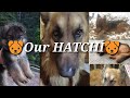 || First Vblog 1 | 🐶German Sheperd Dog🐶 | HATCHI | Introduction By my Brother || 😘Dog Lovers |HP