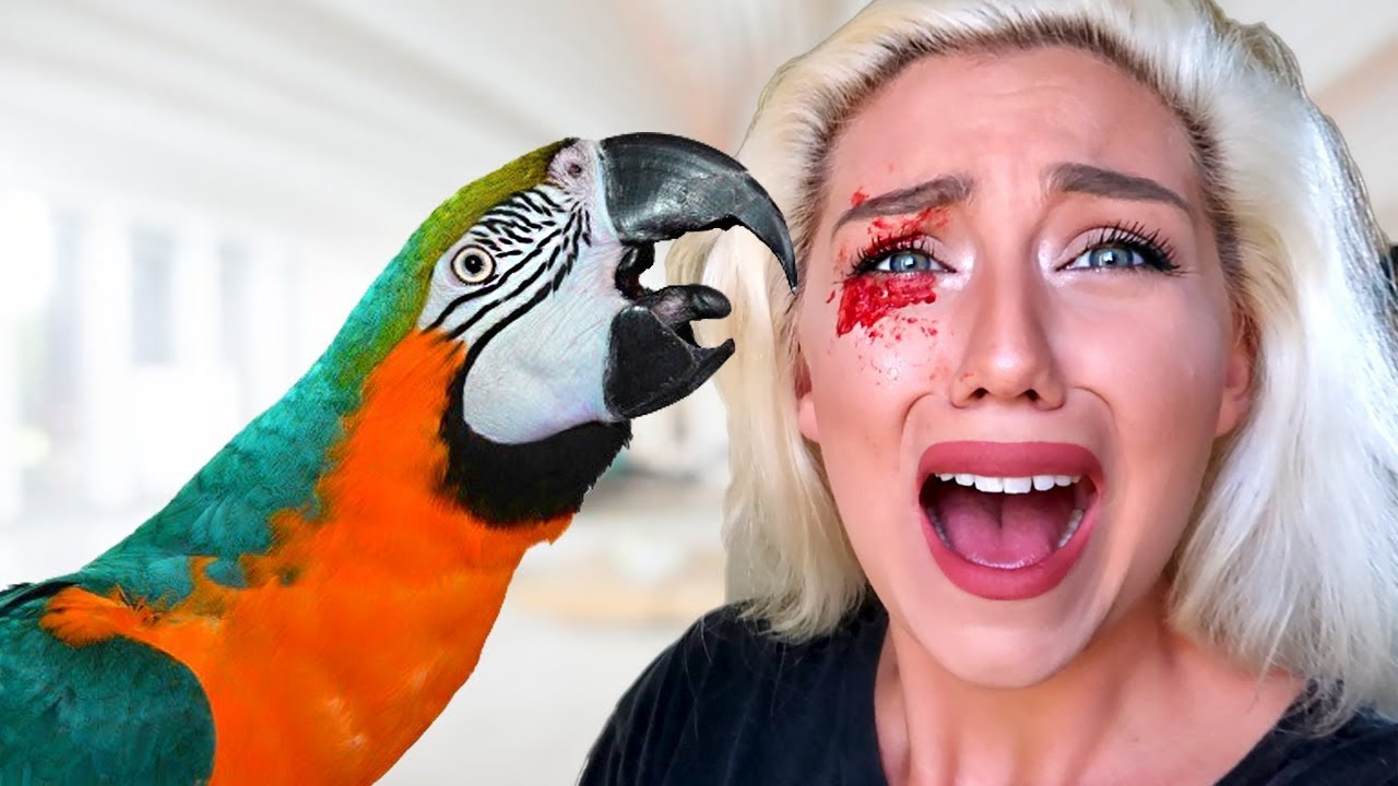 MACAW PARROT BIT MY EYE PRANK! (911 Almost Called!) | Nicole Skyes
