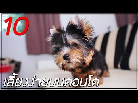 วีดีโอ: 10 สายพันธุ์ที่ดีที่สุดสำหรับสุนัขจิตเวช