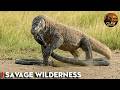Venom: The Deadliest Weapon in the Savage Wilderness | Nature Animal Documentary