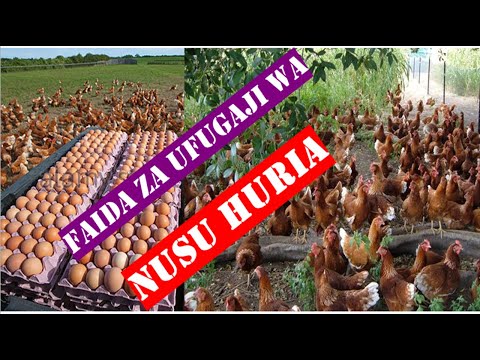 Video: Ufugaji wa Kuku kwa Wanaoanza - Faida za Kuwa na Kuku kwenye bustani