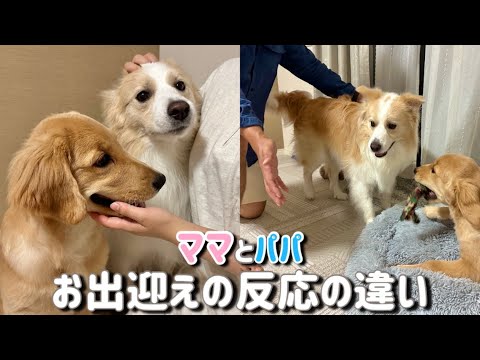 パパとママのお迎えの仕方が違う犬【ボーダーコリー・ゴールデンレトリバー】