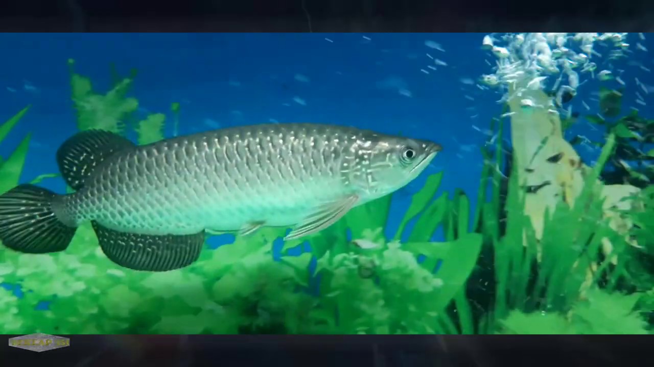 Cantiknya ikan  arwana  asli papua  jardini arowana YouTube