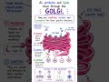 The Golgi Apparatus