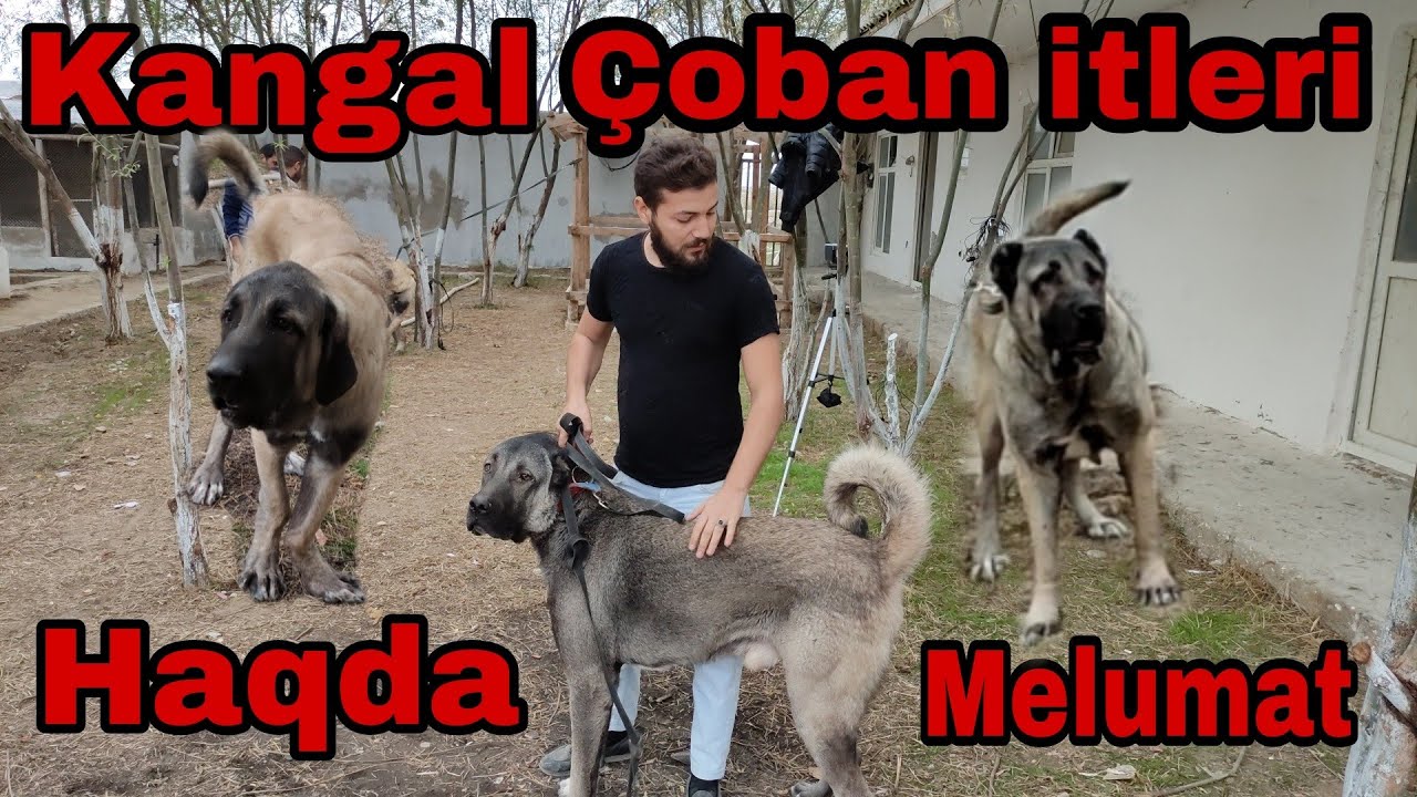 Kanqal, Anadolu Çoban İti, Kangal Malaklı.  077-313-11-81 #türkçobanköpeği
