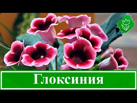 Video: Gloxinia Doma