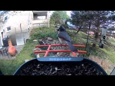 Tufted Titmouse at the Feeder!