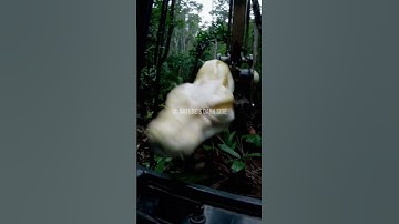 Albino Python Attack in the Asian Rainforest! 🐍🌿 #WildlifeEncounter  #giantpython #excavator