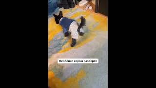 #funny #funnyshorts #lol #dog #dogs #funnyvideo #shorts #short #shortsvideo #shortvideo #funnydogs