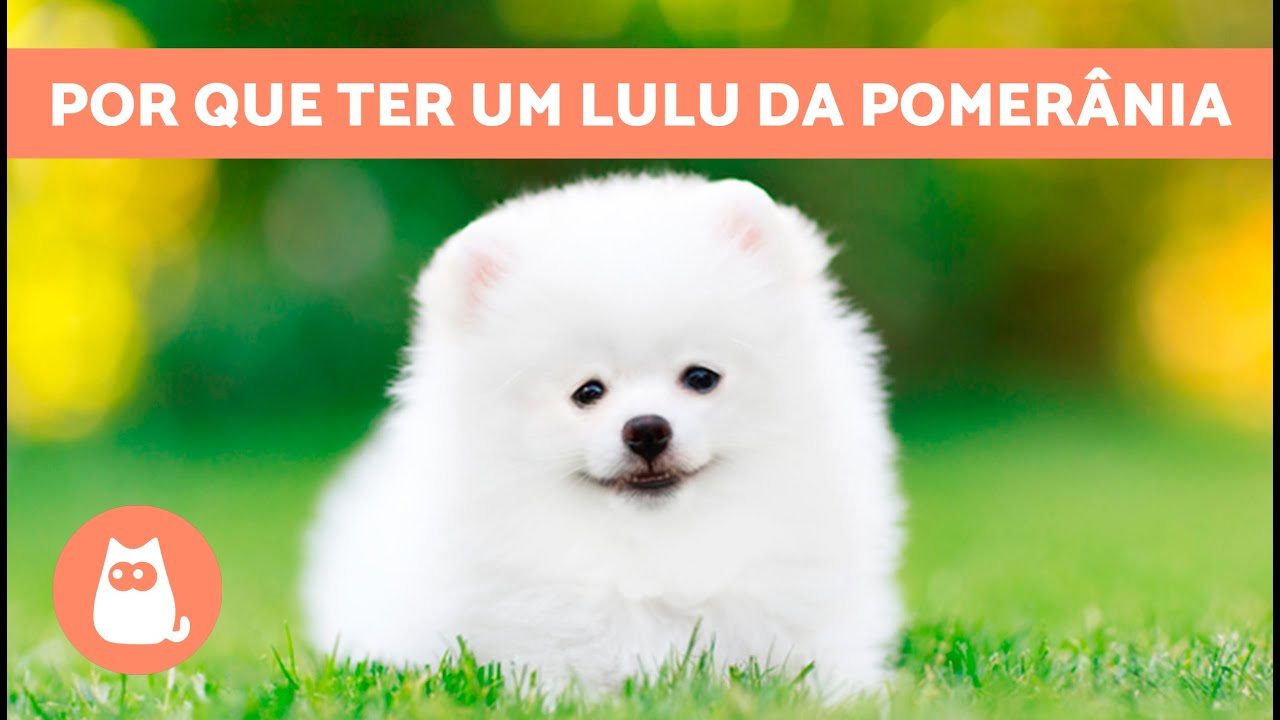 VANTAGENS de TER um LULU da POMERÂNIA 🐶✓ (7 Razões) 