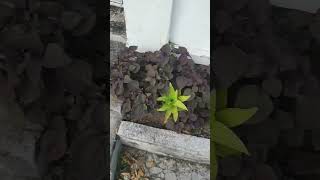 Jejeran Tanaman Shiso Di Pinggir Jalan