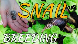 Snail Breeding