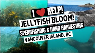 Freediving With Millions of Jellyfish (Vancouver Island, BC)