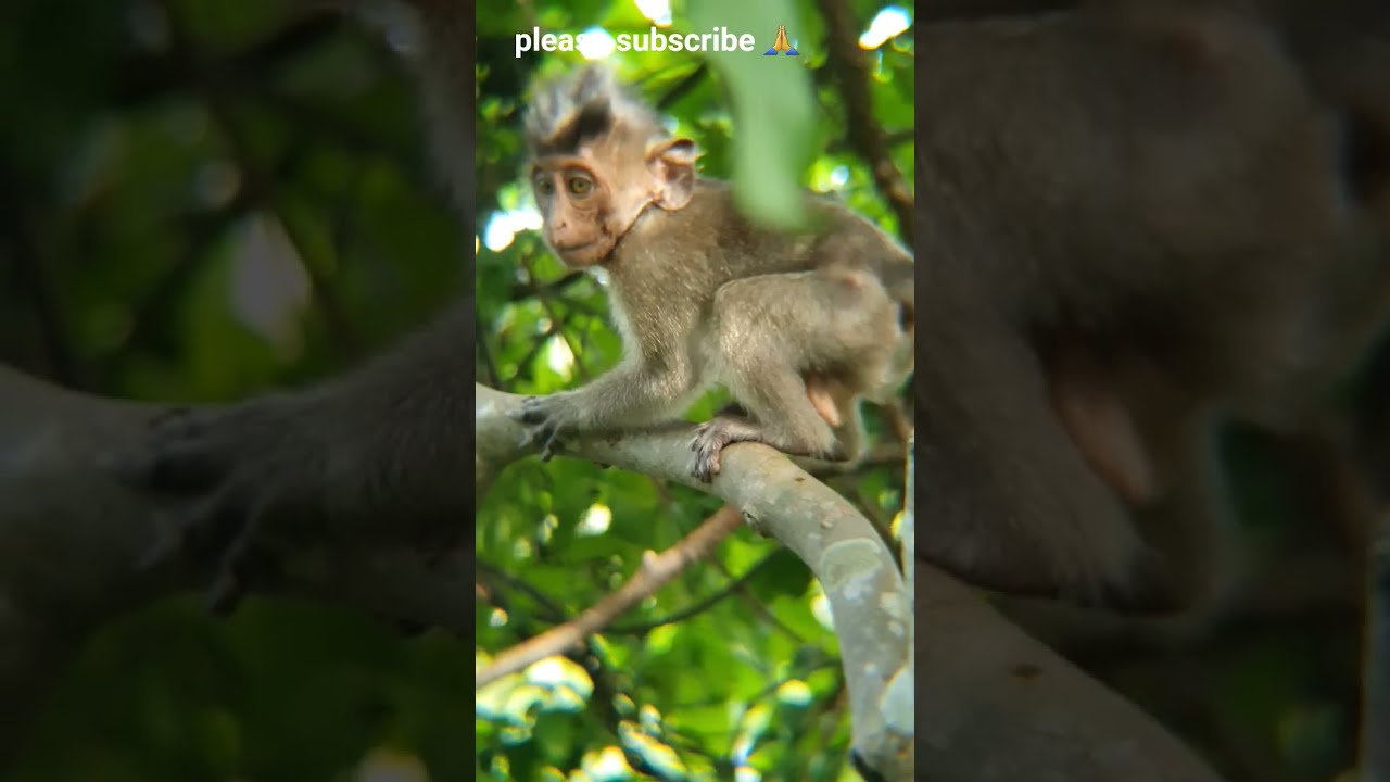 Monkey Life Nature Animals Wildlife Mountains Forest Babymonkey WildMonkeyLife9