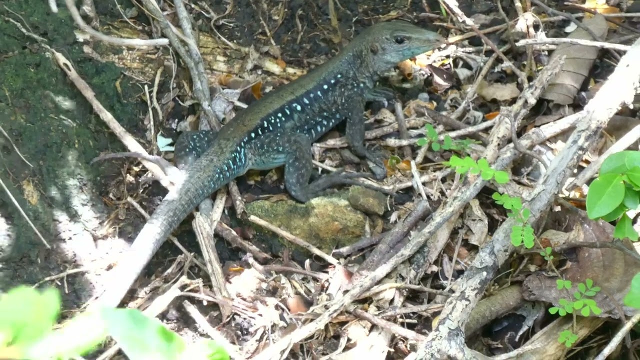 Dominican Ameiva (Pholidoscelis fuscatus), endemic for the island species