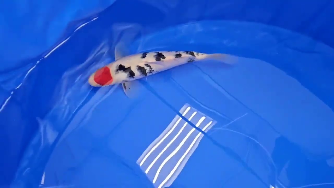 06 56thAJKS 35BuTsubakiPrize - YouTube