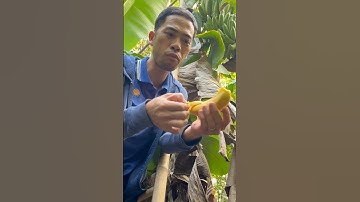 Ăn chuối trên cây #chuối #chuoinangtien