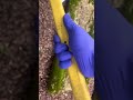 Termite treatment Monroe township NJ