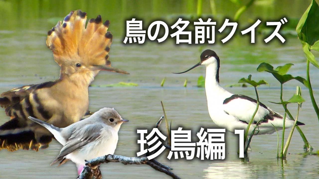 鳥の名前クイズ・珍鳥編1・Bird name quiz / Rare bird in Japan 1