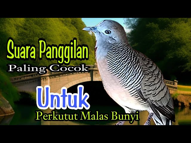 PERKUTUT LOKAL GACOR// PALING COCOK UNTUK PERKUTUT MALAS BUNYI : SEKALI PUTAR LANGSUNG NYAUT class=