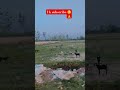 #shortvideo #village #farming #shorts