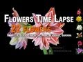 Flowers timelapse 22 flowers