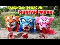 GAWAT❎️ BARONGAN MACANAN MUNTAH DARAH KARENA DI RACUN DI TOLONG RENDI DAN SANDI