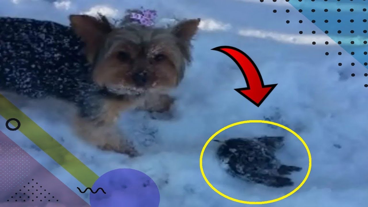 Smart Dog Saves A Life By Alerting Mom After Hearing Something Beneath Snow