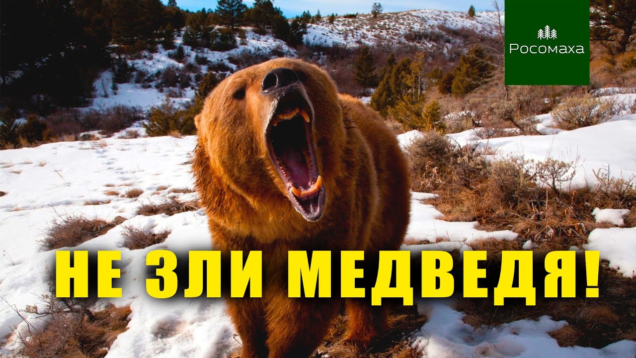 ЧТО ДЕЛАТЬ ПРИ ВСТРЕЧЕ С МЕДВЕДЕМ - YouTube