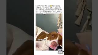 Cute and funny dogs compilation😂 #funnydog #funnypet #cutedog #dogsoftiktok #doglover #dog #fyp