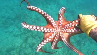 Octopus Fishing: Perfect Camouflage