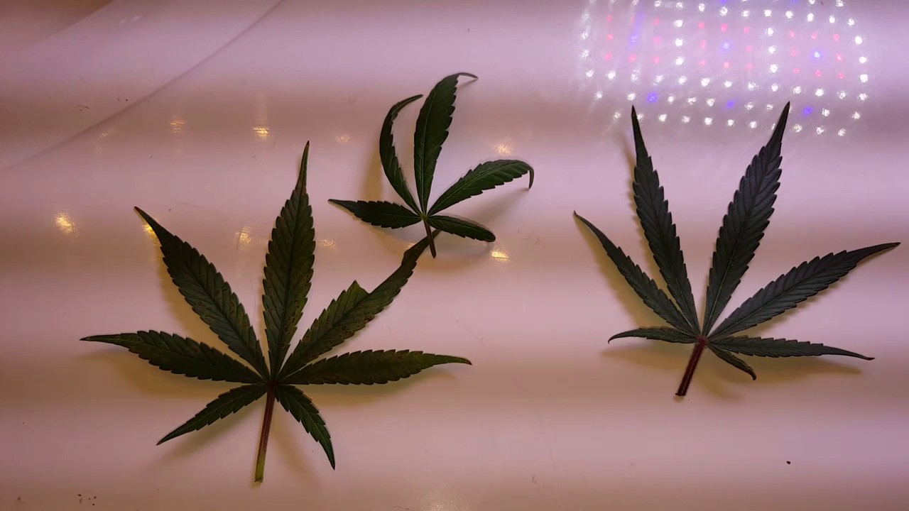 Reconhecendo problemas através das folhas, problemas comuns durante a floração