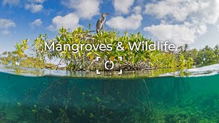 World Mangrove Day Photography Contest - Octavio Aburto