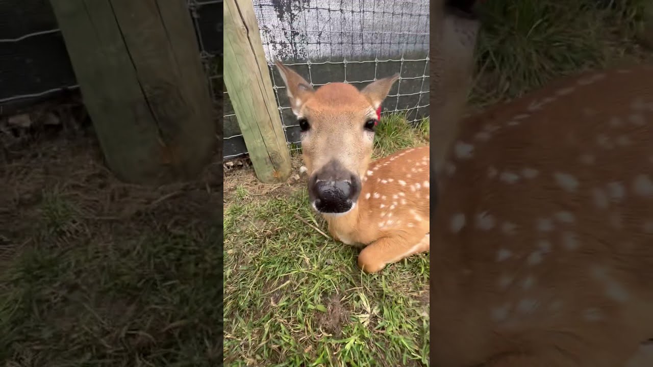 Why Does The Chicken Bark Cute Deer Cuteanimals Animals Fawn Funny Cat Shorts