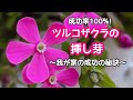 『ツルコザクラ』成功率100%！我が家の挿し芽成功の秘訣〜ツルコザクラの挿し芽〜