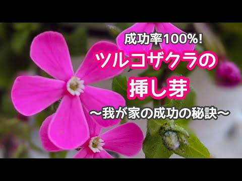 ツルコザクラ 成功率100 我が家の挿し芽成功の秘訣 ツルコザクラの挿し芽 Youtube ツルコザクラ 成功率100 我が家の挿し芽成功の秘訣 ツルコザクラの挿し芽 Youtube