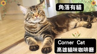 Find Beautiful Cats Around Every Corner! Corner Cat Xinxing District, Kaohsiung City