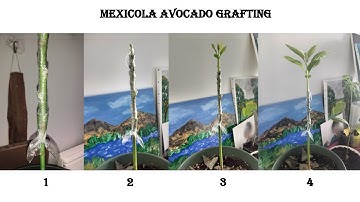 Mexicola Avocado Scion Grafting (Part 1)